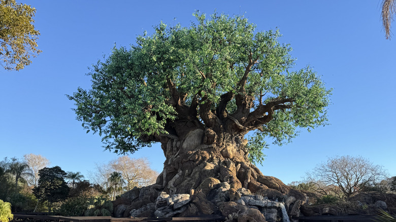 Front view of the Tree of Life at Disney's Animal Kingdom with a bright blue sky in background