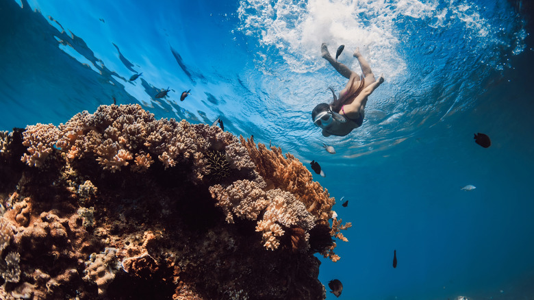 A woman snorkeling in Hawaii.