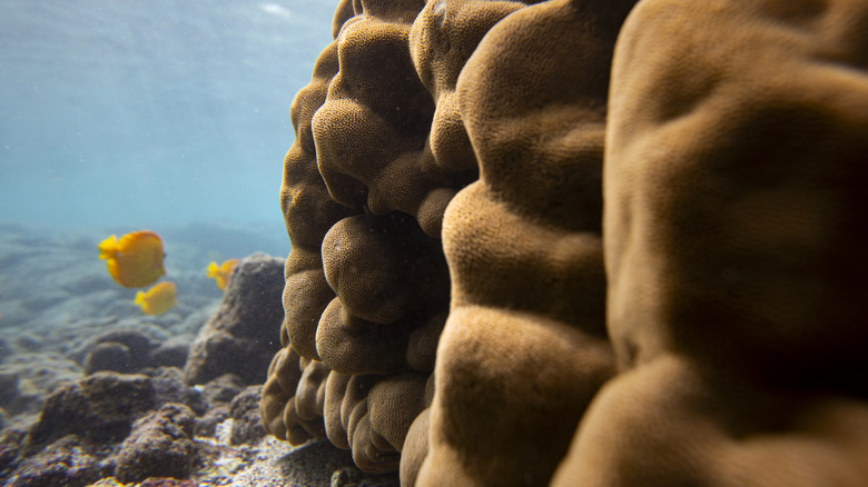 Coral reefs are lit up by by the sun at Kahalu'u Beach Park