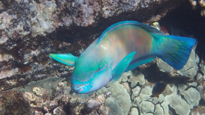 A parrotfish at at Kealakekua Bay, Hawaii