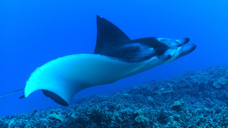 A giant manta ray glides up from the depths in Keauhou Bay.