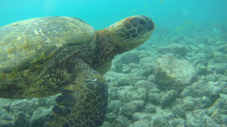 A green Turtle on the ocean floor at Honaunau Bay.