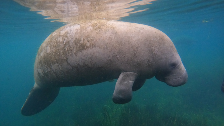 Manatee in Florida Crystal Springs water