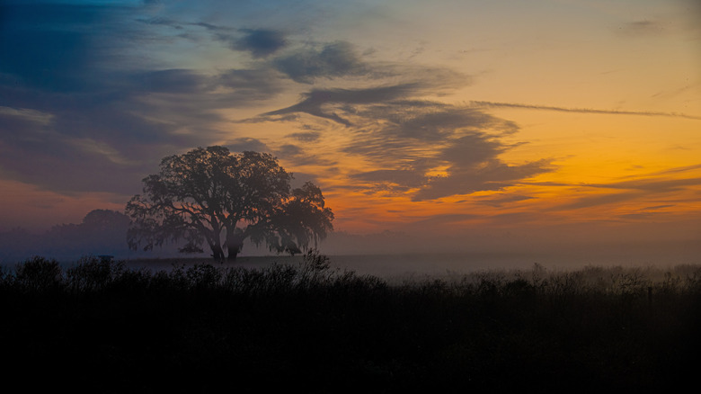 View of brilliant orange sunrise in Oak Ridge, Florida with single tree dramatically silhouetted