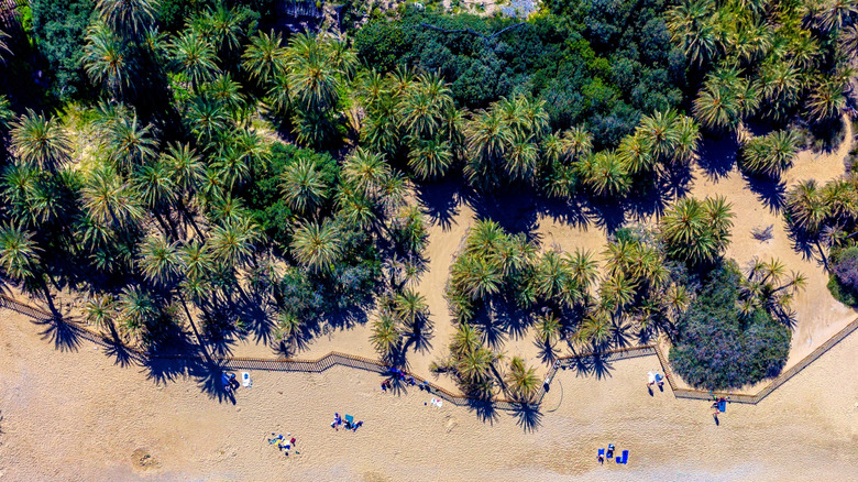 A scenic landscape of palm trees and golden sand at Vai Beach, Crete.