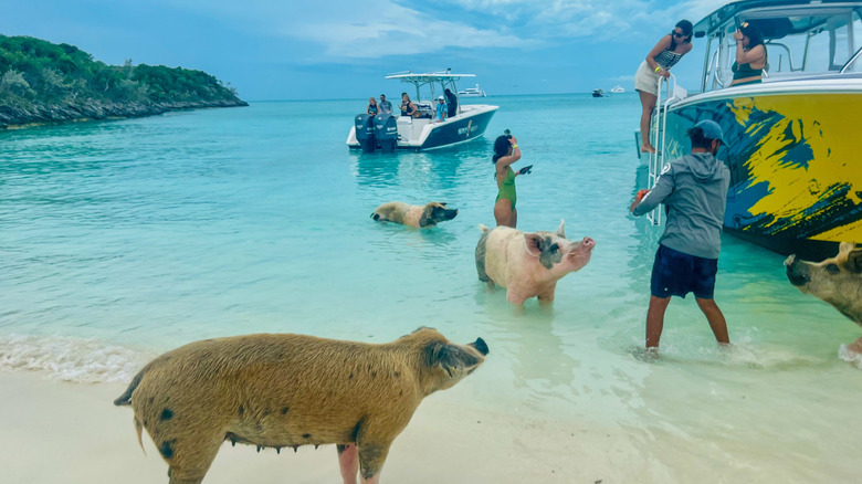 Visitors playing with the pigs on Pig Beach