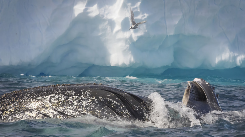 A close up of two humpback whales feeding in Antarctica.