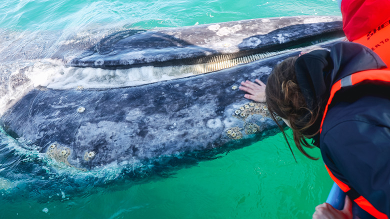 A gray whale approaches a tourist boat in Baja California, Mexico.