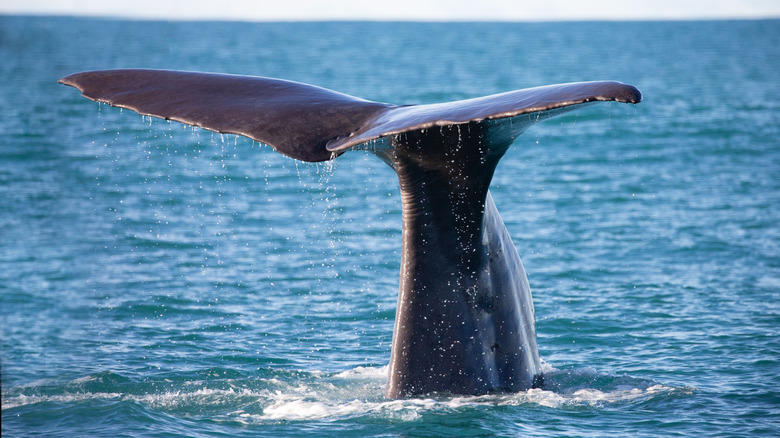 A sperm whale's tail in Kaikōura, New Zealand.