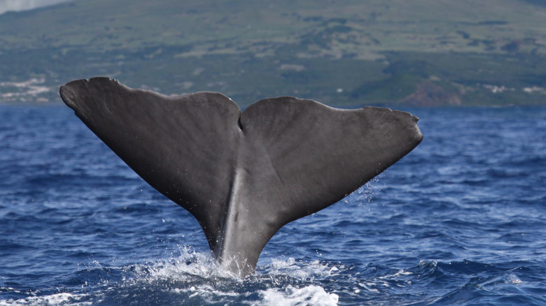 A sperm whale starts a deep dive at Pico Island, the Azores.