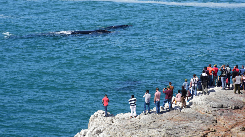Observing a southern right whale at Hermanus, South Africa.