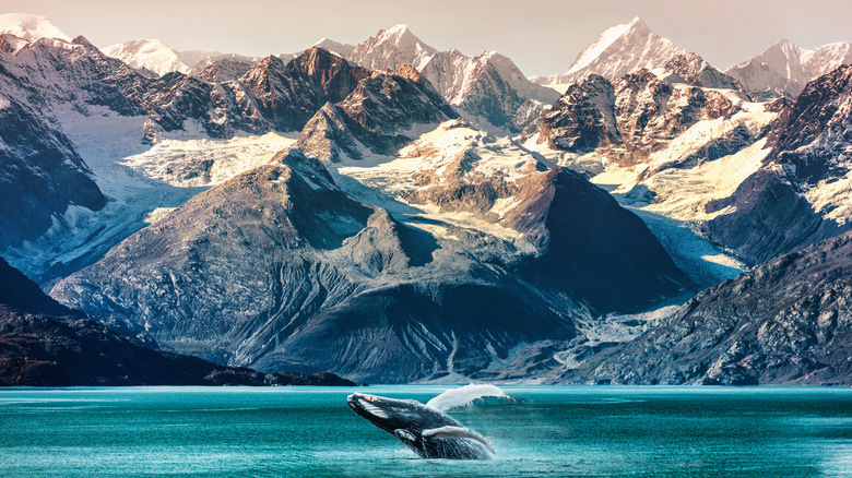 Whale watching in Alaska takes place against the backdrop of stunning mountain scenery.