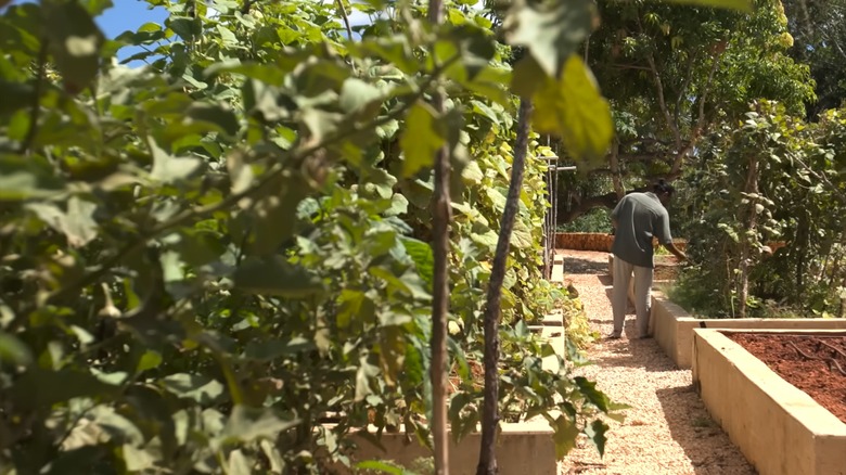Chef picking fresh produce from a garden bed