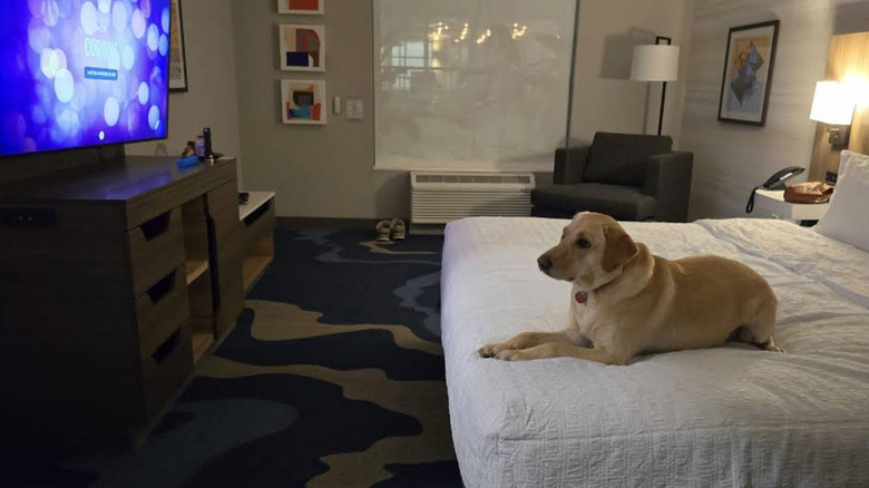View of contemporary style room at Hampton Inn & Suites South in Naples, Florida at night, with task lighting on and a yellow lab laying on white bedding, showcasing pet-friendly accommodations