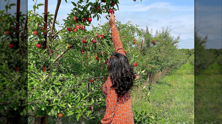 Woman picking at Apple Holler
