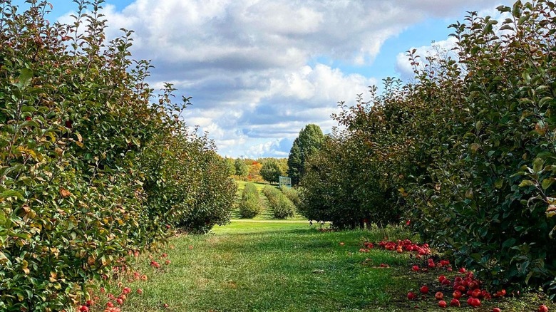 Apple orchard in Fennville, Minnesota