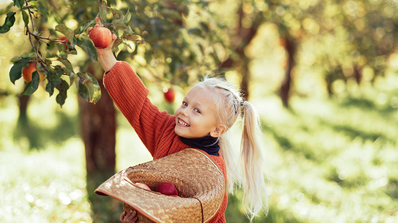 Blonde girl picking apples