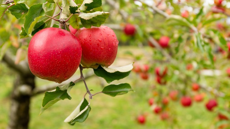 Red apples on the vine