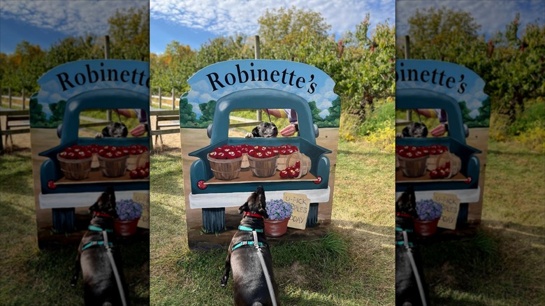 Dog sat by an apple cart