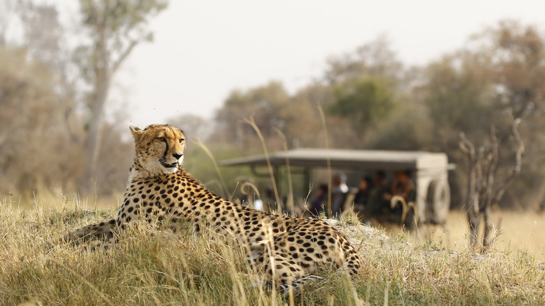 Leopard on safari in Botswana