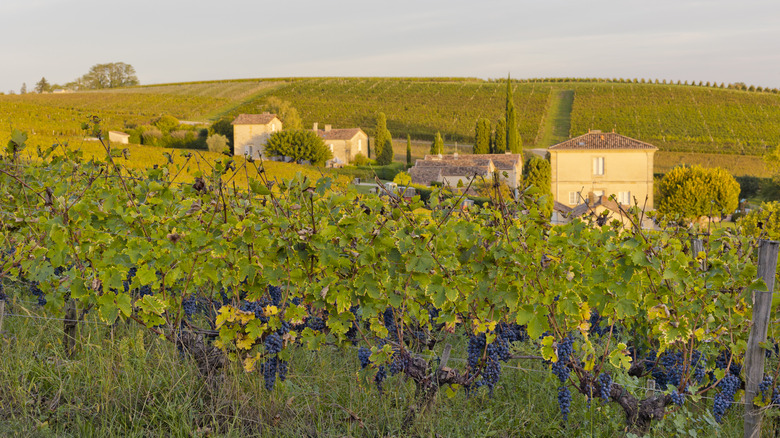Vineyards in Bordeaux France
