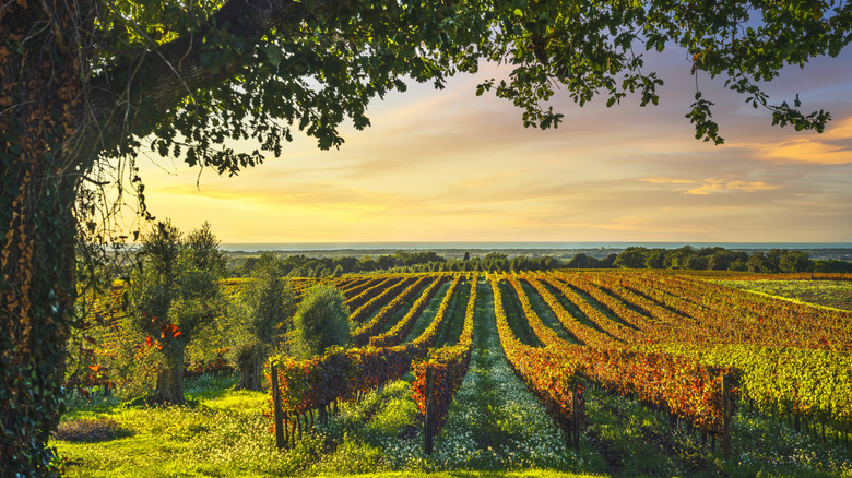 Italy vineyards in fall