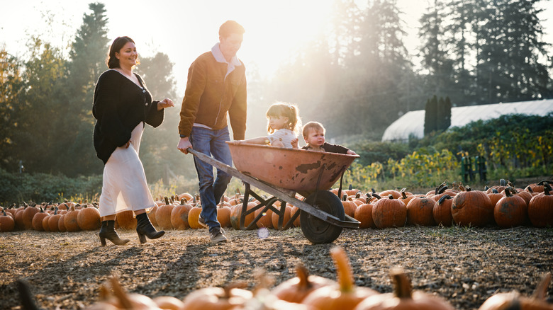 Young caucasian parents pushing a wheelbarrow with two children inside through a pumpkin patch at golden hour