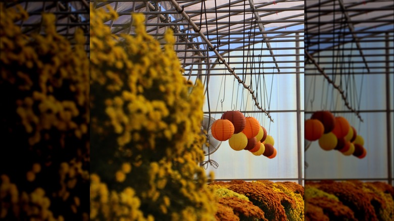 Close up view of yellow mums and paper lanterns at Tuttle Orchards in Greenfield, IN
