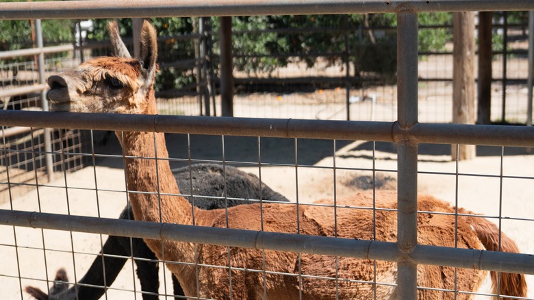 Brown llama by a fence at Underwood Family Farms