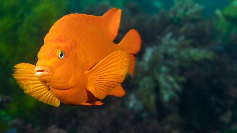 A bright orange garibaldi fish swimming through its natural habitat of kelp