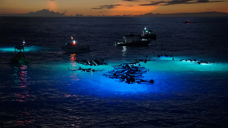 Snorkelers watch for Manta Rays in the Pacific Ocean off the Kona Coast in Hawaii. Boats shine lights in the water to illuminate plankton which attract the rays.