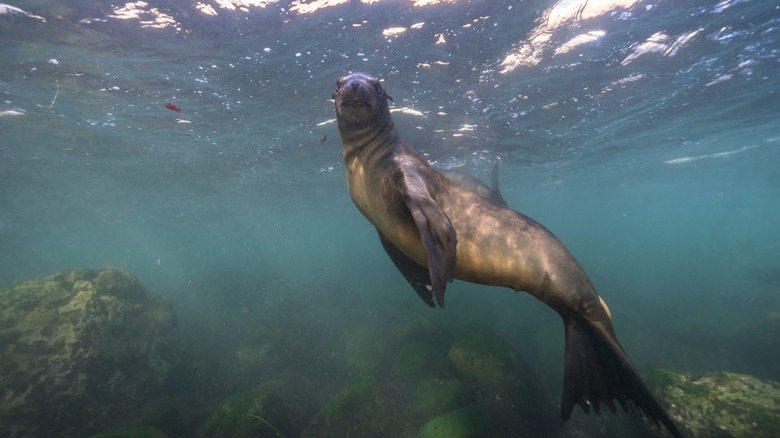 California Sea Lion in the Pacific Ocean