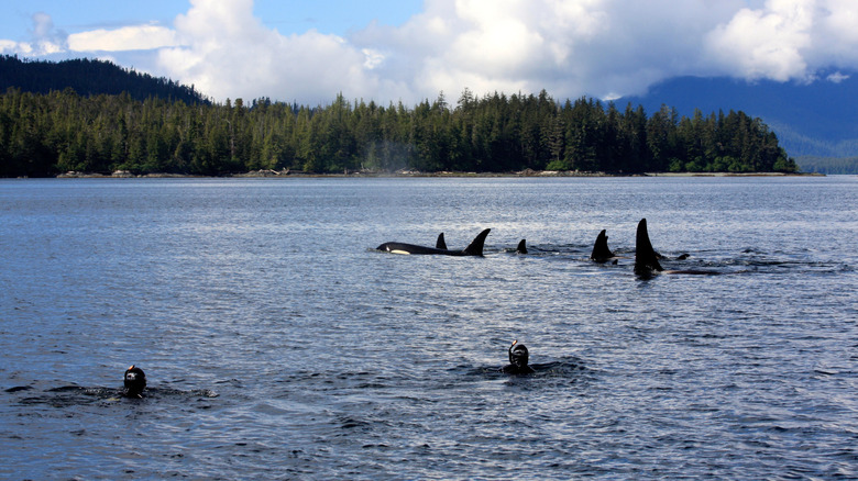 snorkelers in the water with orca whales
