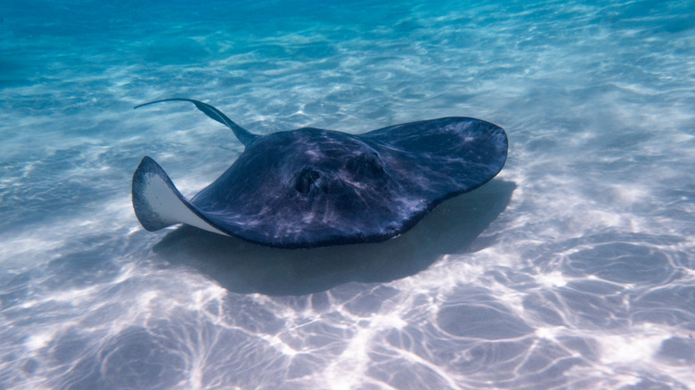stingray swimming