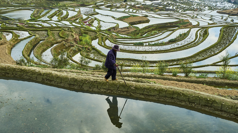A farmer working the rice fields in Yunnan province, China.