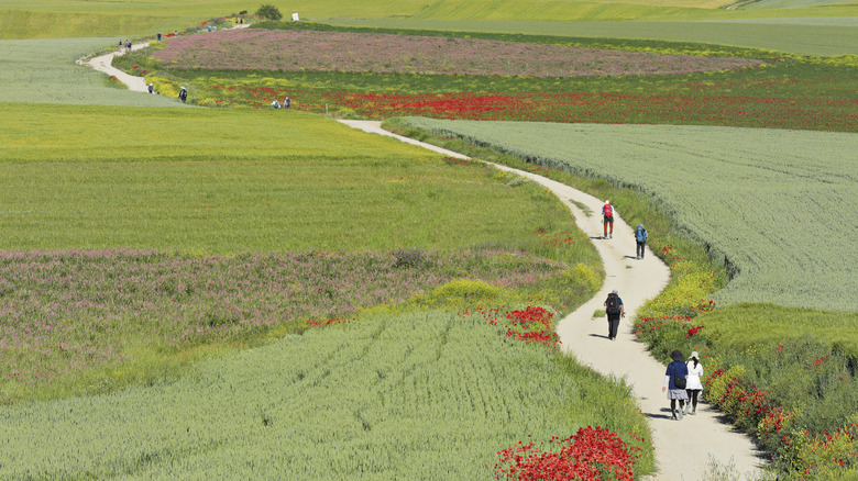 Hikers on the pilgrimage to Santiago de Compostela.