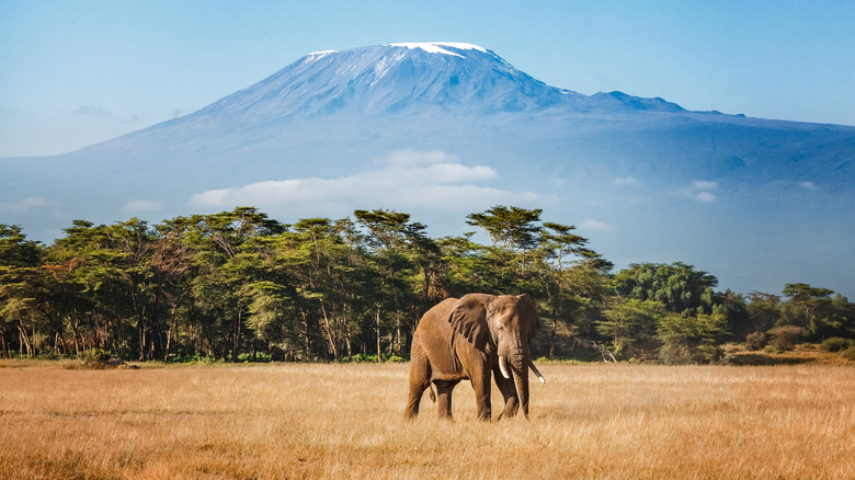 An elephant emerges from the jungle against the backdrop of Mount Kilimanjaro.