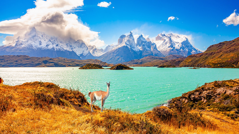 A guanaco grazing at Lake Pehoé, Patagonia.