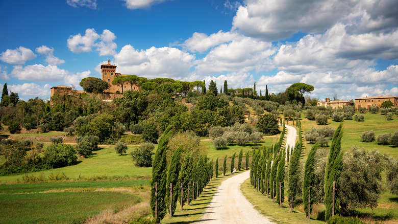 Cyprus lined avenue cuts through a lush meadowy landscape in Tuscany, hill-top villa in the far off background
