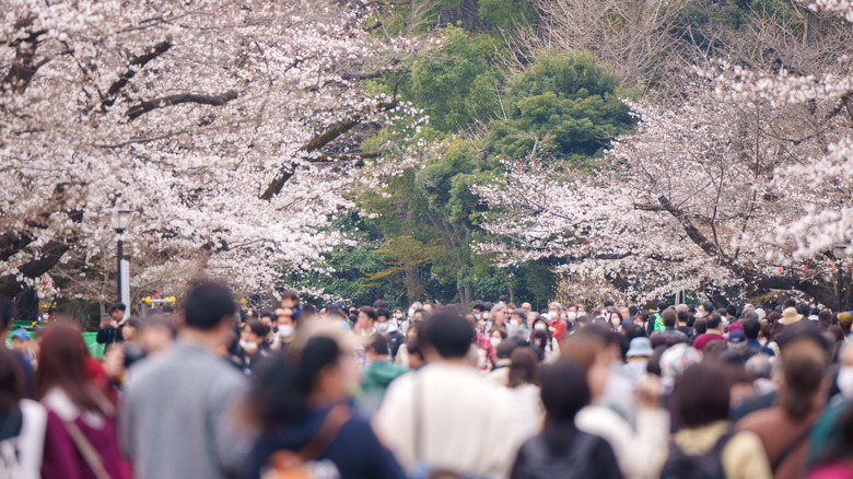 A huge crowd of tourists looking around the cherry blossoms trees in Ueno Park, Hanami