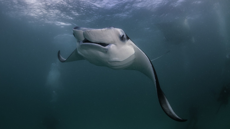 Manta ray feeding at the surface, Hanifaru Bay, Baa Atoll, Maldives.
