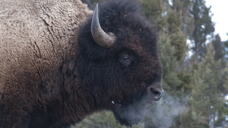 A large bull bison in Yellowstone National Park.