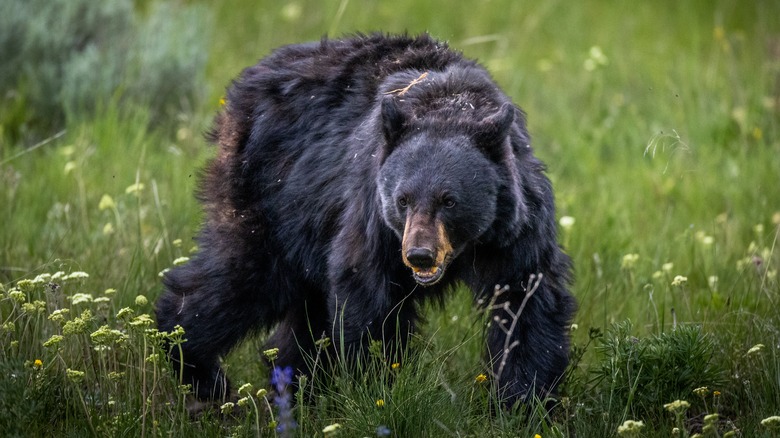 A black bear in Yellowstone National Park