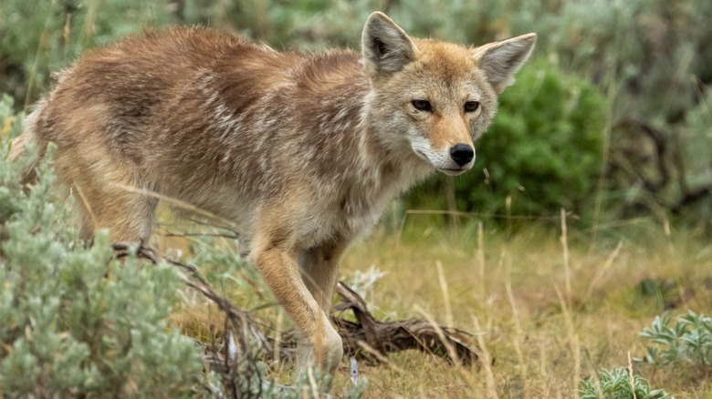 A coyote in Yellowstone National Park.