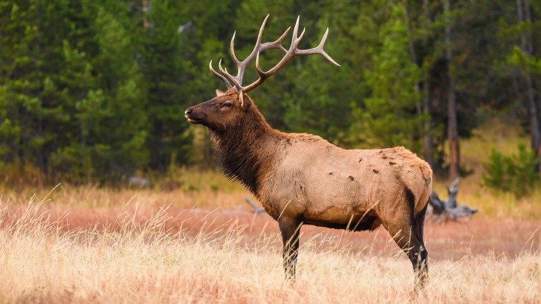 An elk in Yellowstone National Park.