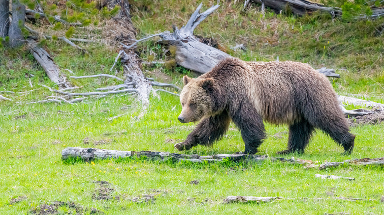 A grizzly bear in Yellowstone National Park.
