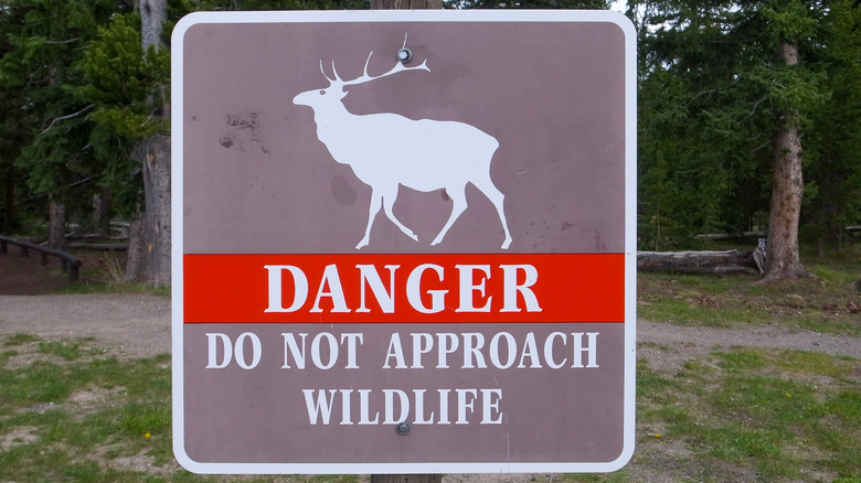 A warning sign in Yellowstone National Park.