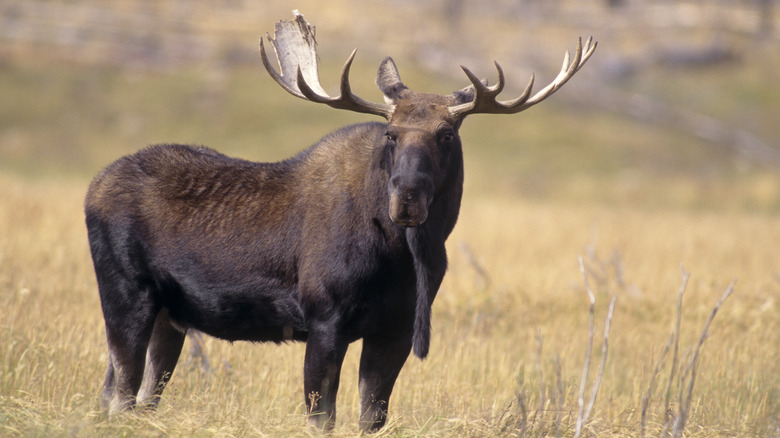 A bull moose in Yellowstone National Park.