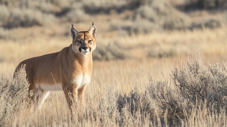 A majestic mountain lion stands alert in a field in Yellowstone National Park.