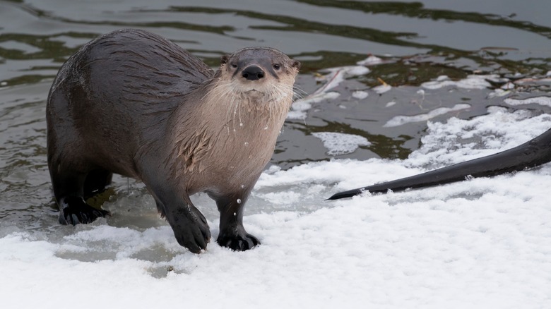 A river otter coming out of the river in Yellowstone NP.